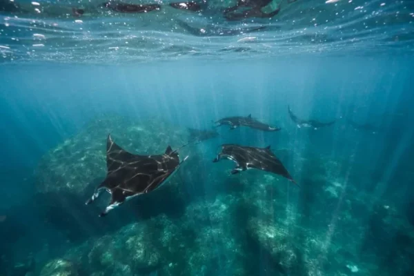 snorkeling-nusa-penida-1-1024x683-1-980x654